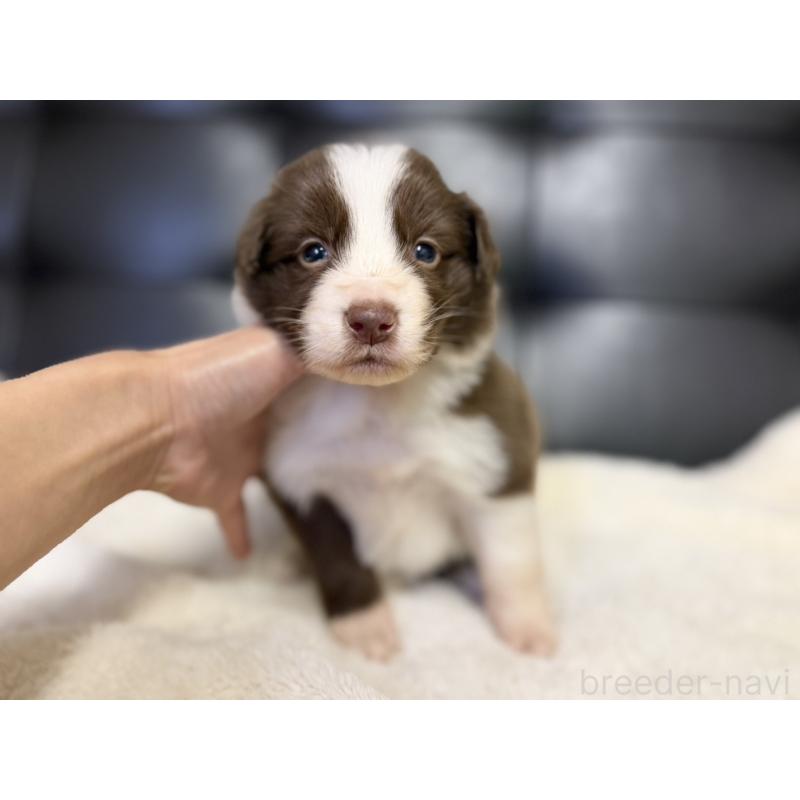 販売中の愛知県のボーダーコリー-437321の3枚目