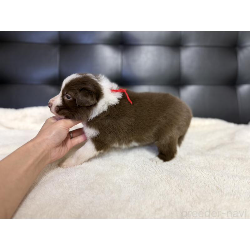 販売中の愛知県のボーダーコリー-437321の2枚目