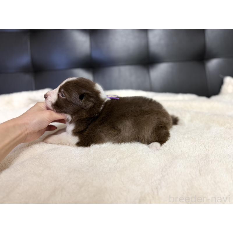 販売中の愛知県のボーダーコリー-437322の4枚目