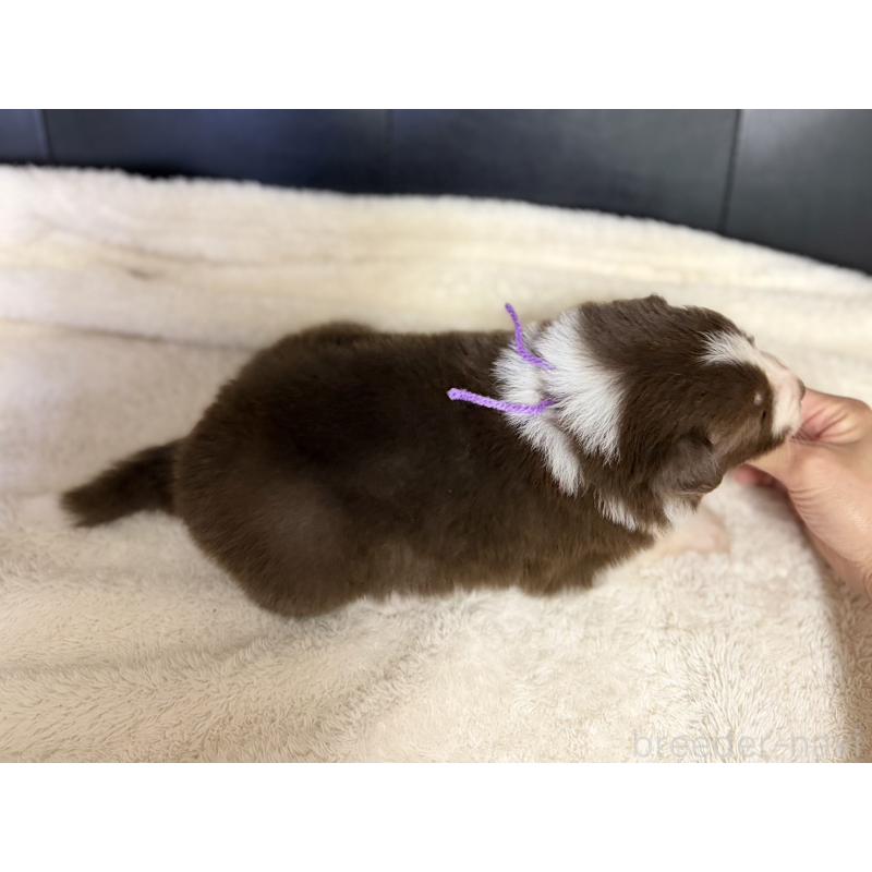 販売中の愛知県のボーダーコリー-437322の3枚目