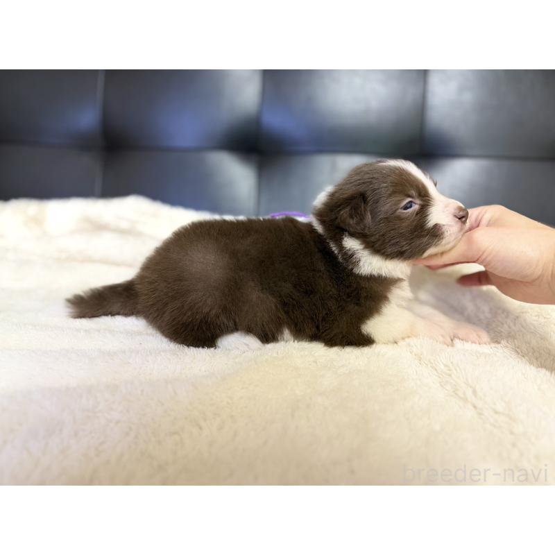 販売中の愛知県のボーダーコリー-437322の2枚目