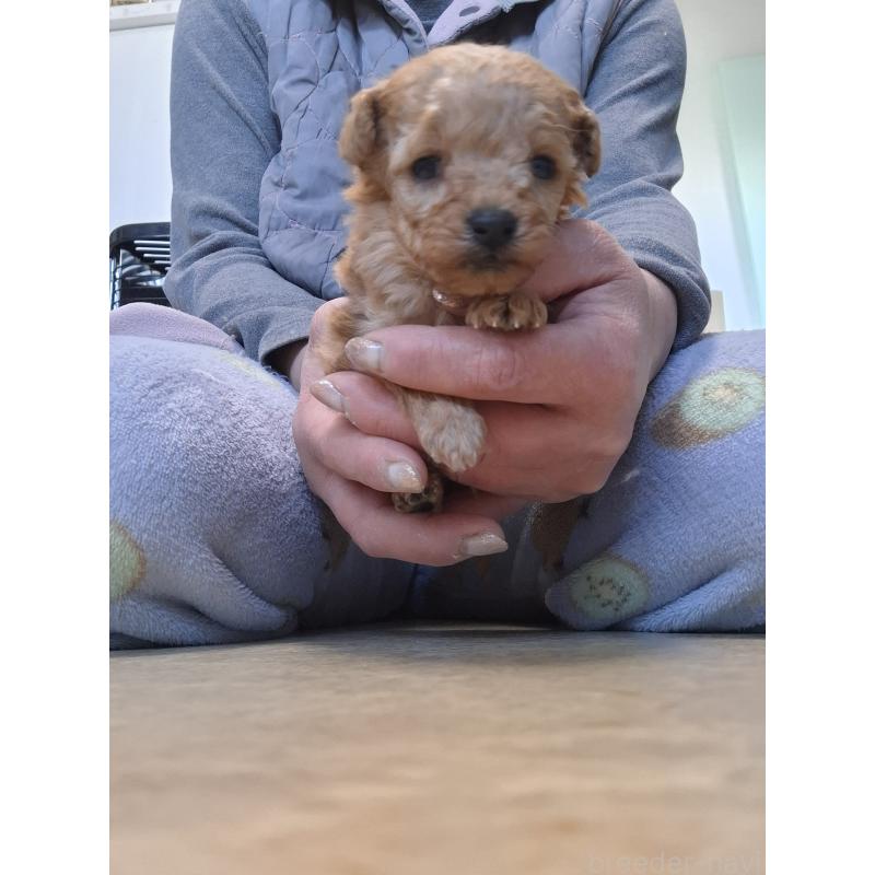 販売中の群馬県のタイニープードル-437323の3枚目