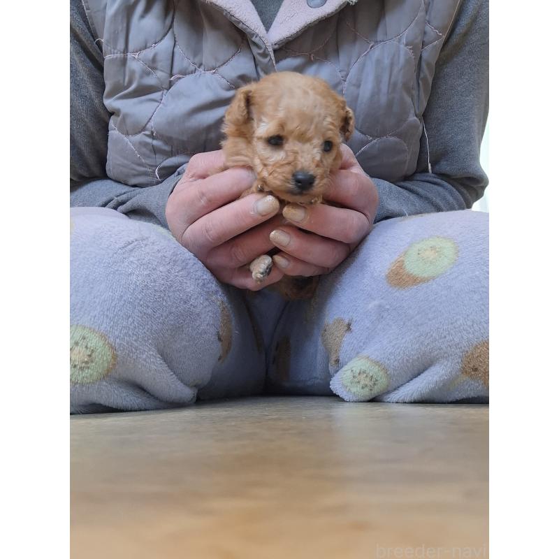 販売中の群馬県のタイニープードル-437323の2枚目