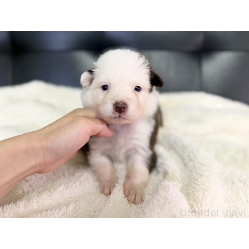 販売中の愛知県のボーダーコリー-437325の5枚目