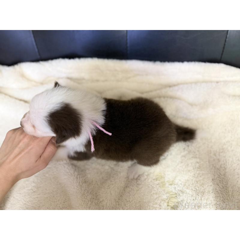 販売中の愛知県のボーダーコリー-437325の4枚目