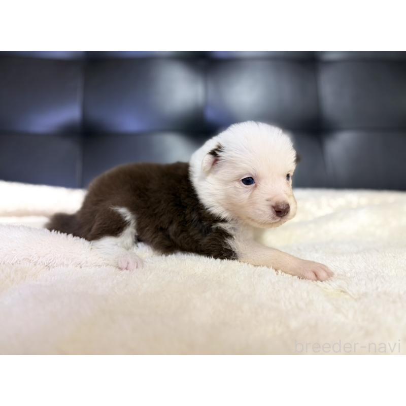 販売中の愛知県のボーダーコリー-437325の2枚目