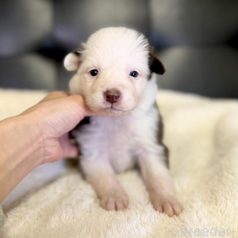 販売中の愛知県のボーダーコリー-437325の1枚目