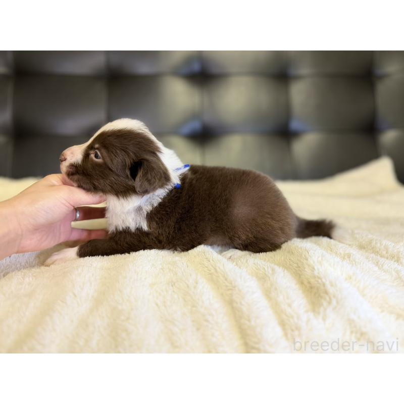 販売中の愛知県のボーダーコリー-437327の4枚目