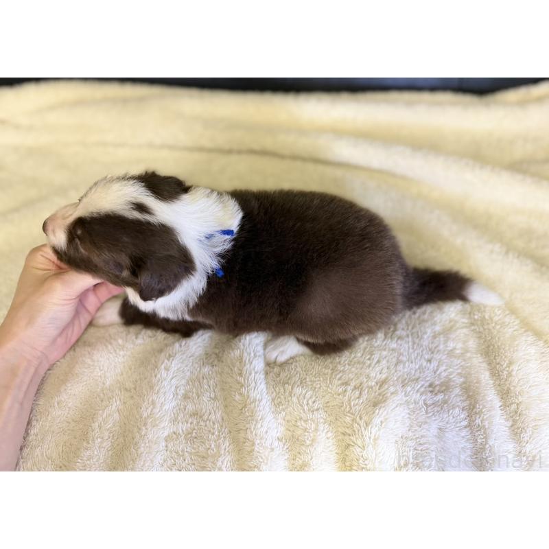 販売中の愛知県のボーダーコリー-437327の3枚目