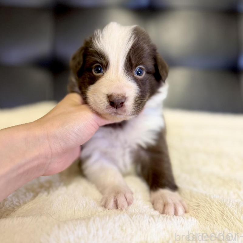 販売中の愛知県のボーダーコリー-437327