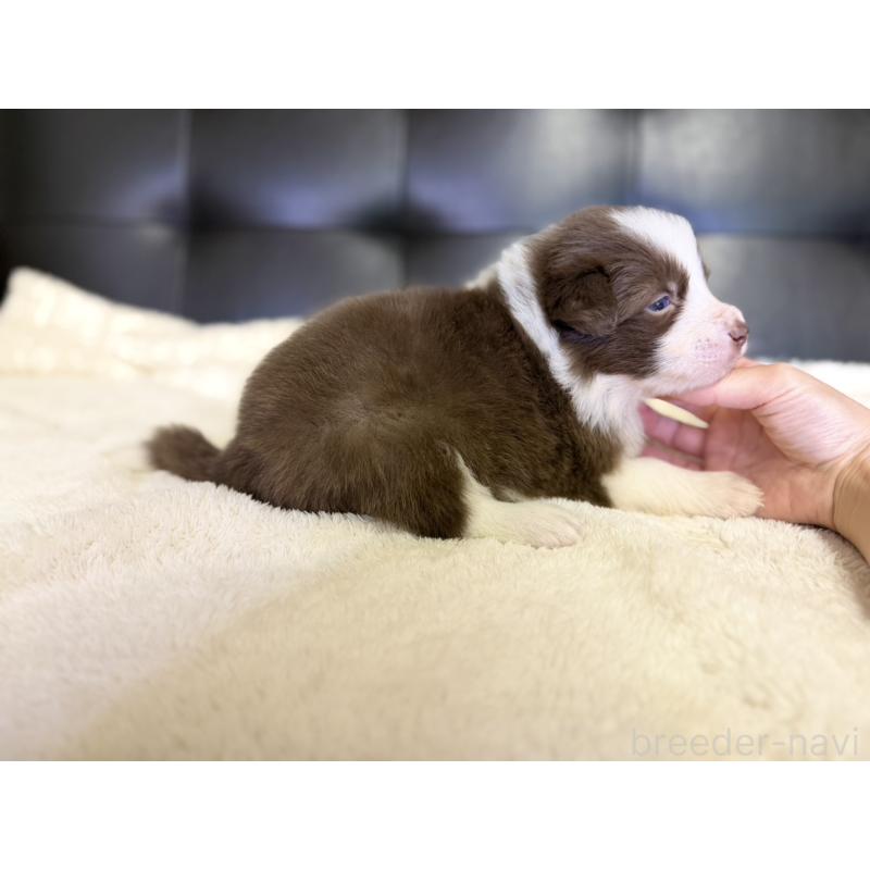 販売中の愛知県のボーダーコリー-437328の5枚目