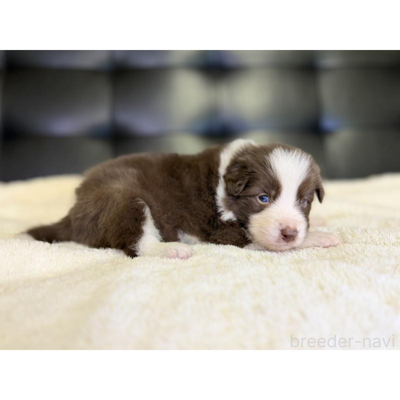 販売中の愛知県のボーダーコリー-437328の2枚目