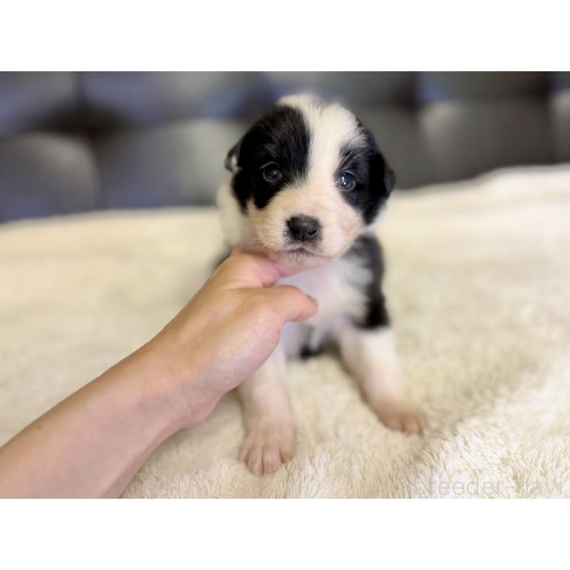 販売中の愛知県のボーダーコリー-437329の5枚目