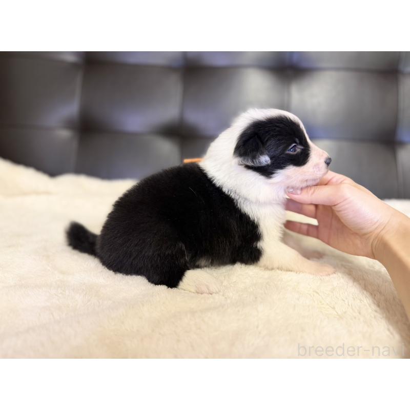 販売中の愛知県のボーダーコリー-437329の3枚目