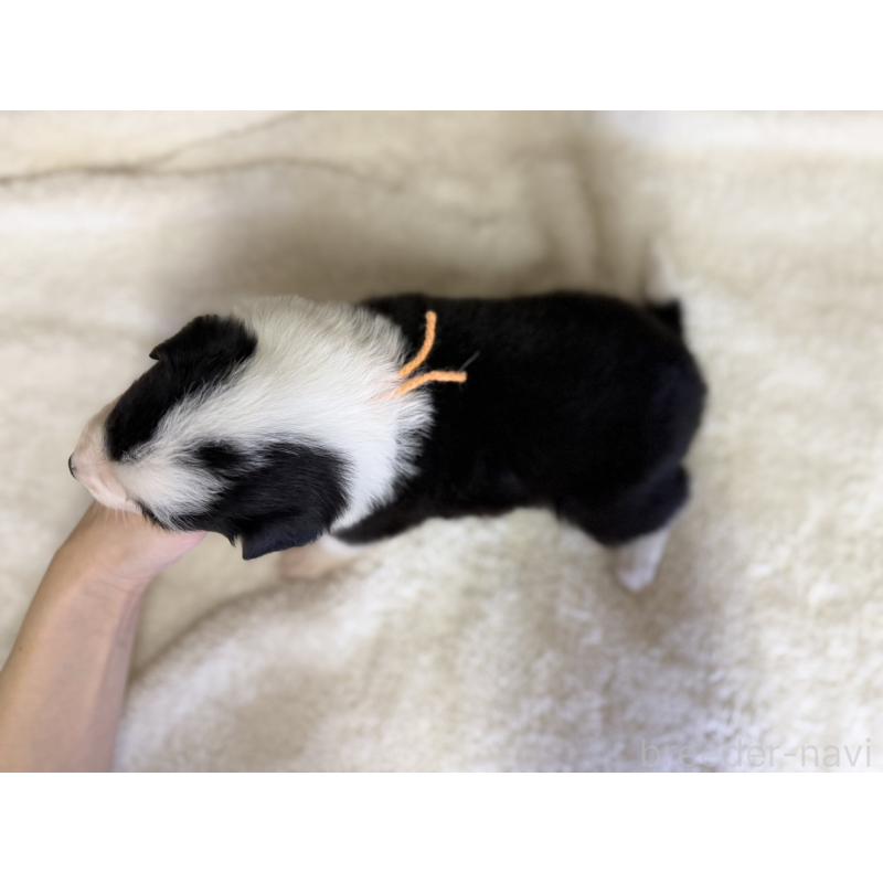 販売中の愛知県のボーダーコリー-437329の2枚目