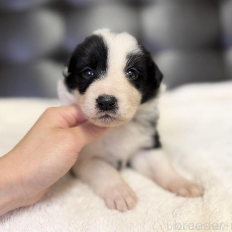 販売中の愛知県のボーダーコリー-437329