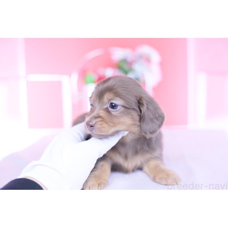 販売中の愛知県のカニンヘンダックスフンド(ロングヘアード)-437331の15枚目