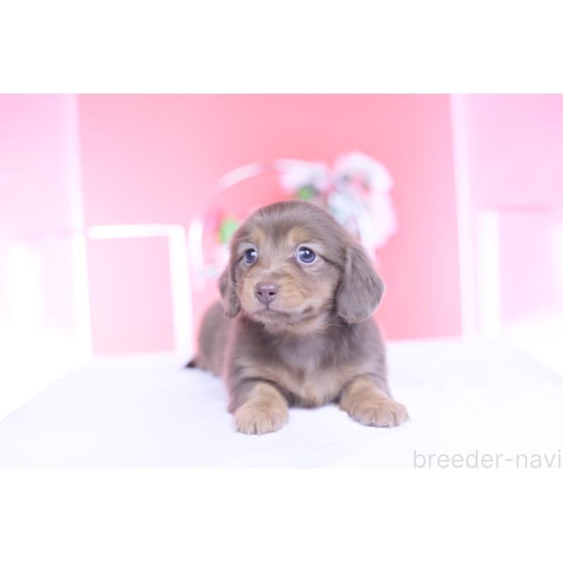 販売中の愛知県のカニンヘンダックスフンド(ロングヘアード)-437331の13枚目