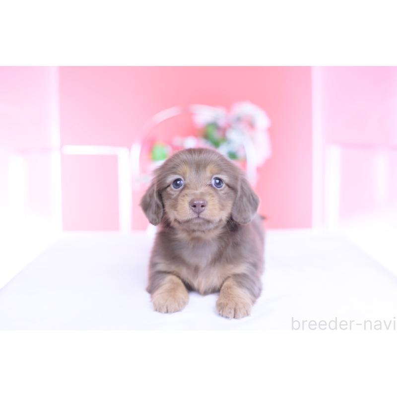 販売中の愛知県のカニンヘンダックスフンド(ロングヘアード)-437331の12枚目