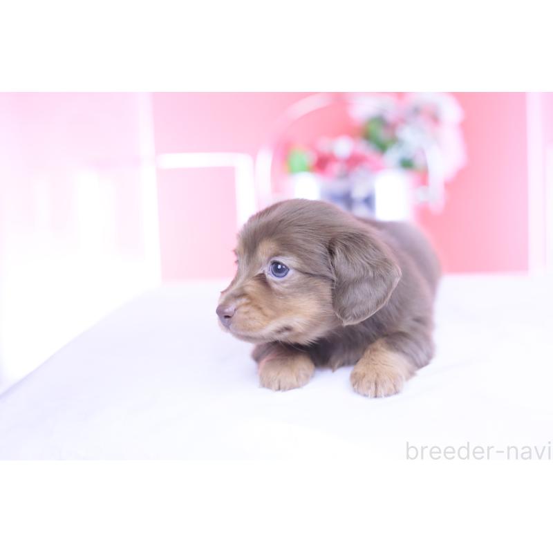 販売中の愛知県のカニンヘンダックスフンド(ロングヘアード)-437331の10枚目