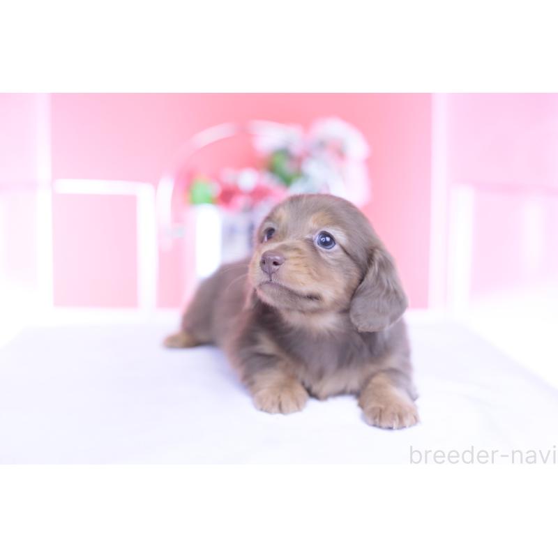 販売中の愛知県のカニンヘンダックスフンド(ロングヘアード)-437331の8枚目