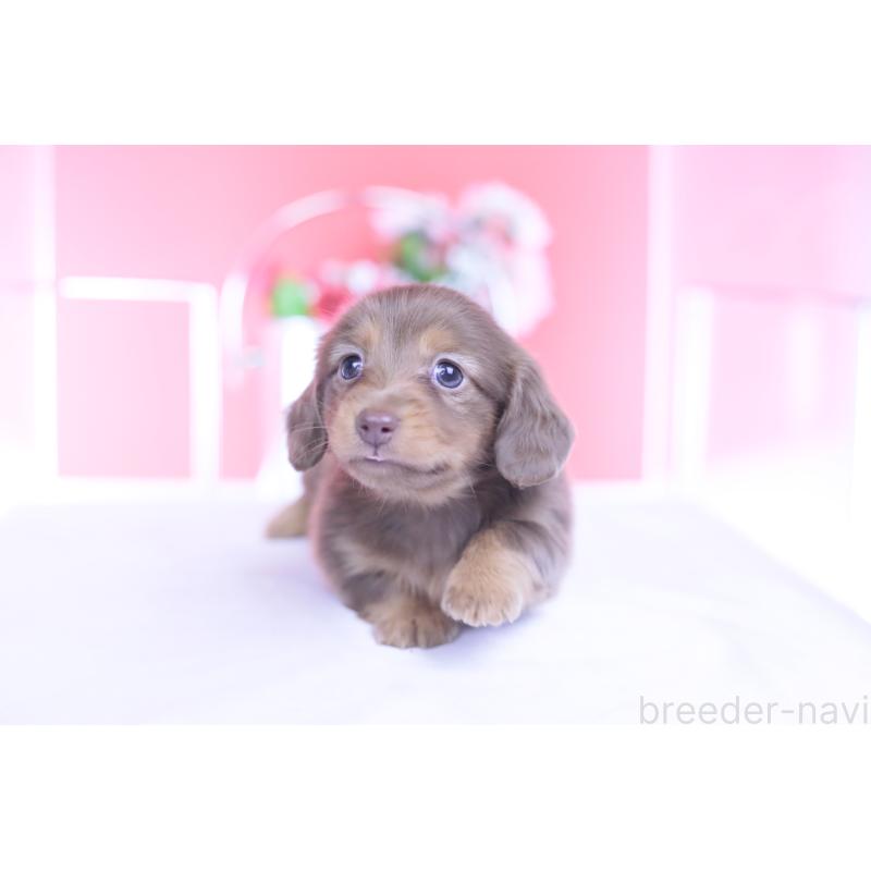 販売中の愛知県のカニンヘンダックスフンド(ロングヘアード)-437331の7枚目