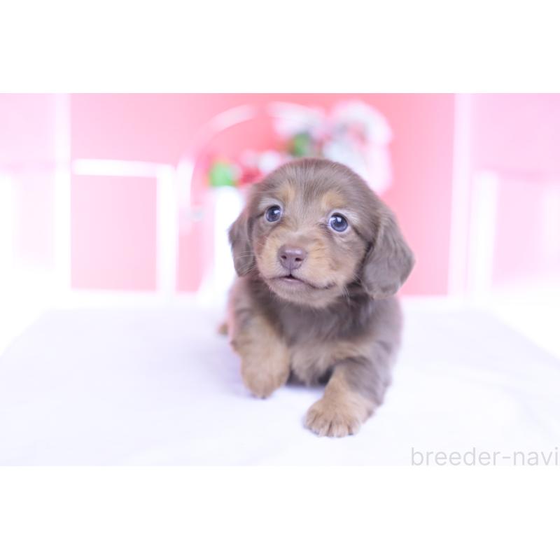 販売中の愛知県のカニンヘンダックスフンド(ロングヘアード)-437331の6枚目