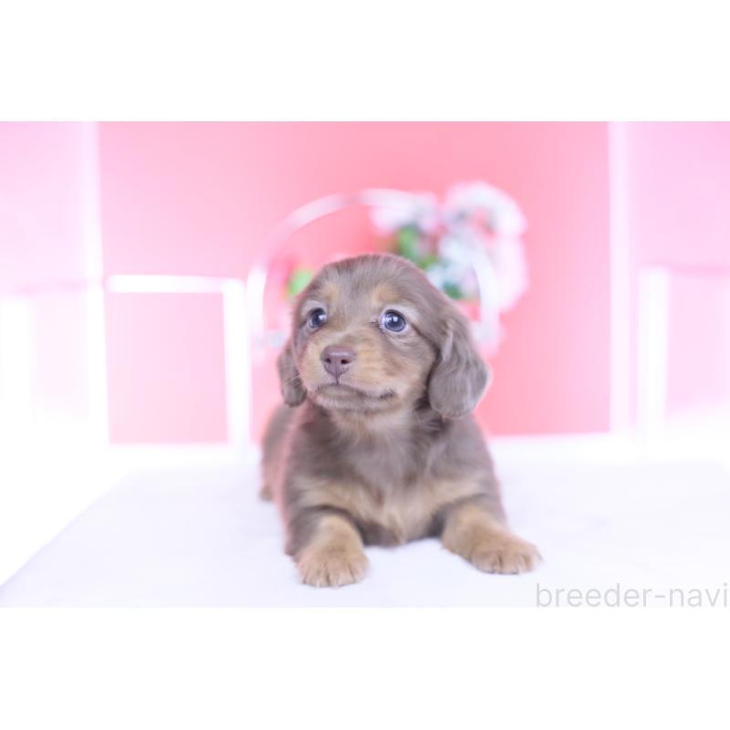 販売中の愛知県のカニンヘンダックスフンド(ロングヘアード)-437331の5枚目