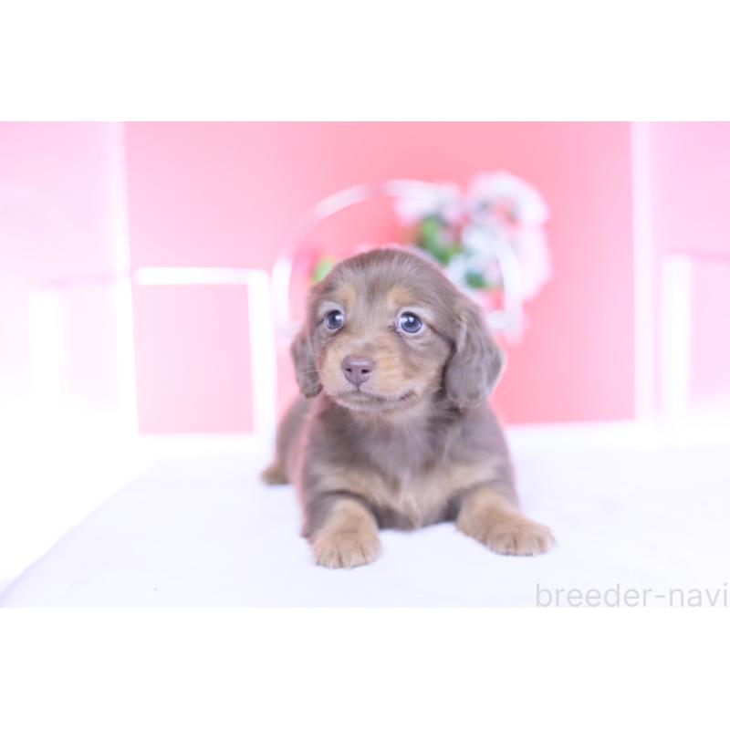 販売中の愛知県のカニンヘンダックスフンド(ロングヘアード)-437331の4枚目