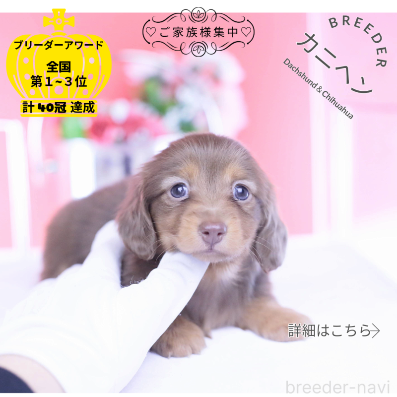 販売中の愛知県のカニンヘンダックスフンド(ロングヘアード)-437331