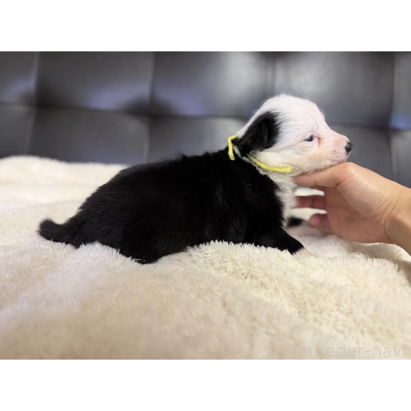 販売中の愛知県のボーダーコリー-437330の4枚目