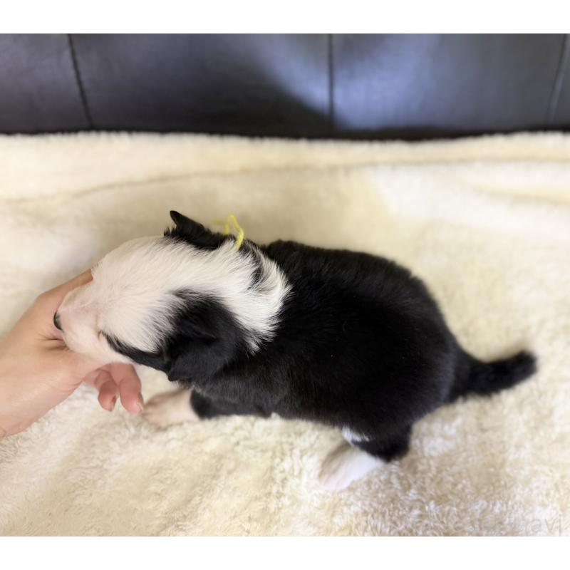 販売中の愛知県のボーダーコリー-437330の3枚目