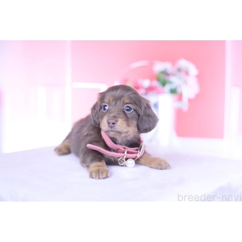 販売中の愛知県のカニンヘンダックスフンド(ロングヘアード)-437336の13枚目