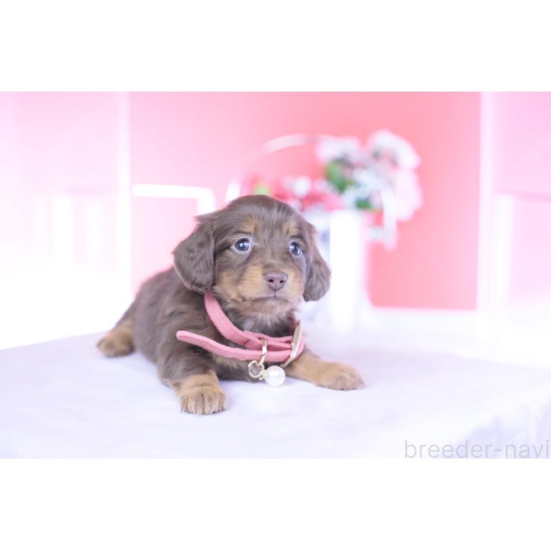 販売中の愛知県のカニンヘンダックスフンド(ロングヘアード)-437336の12枚目