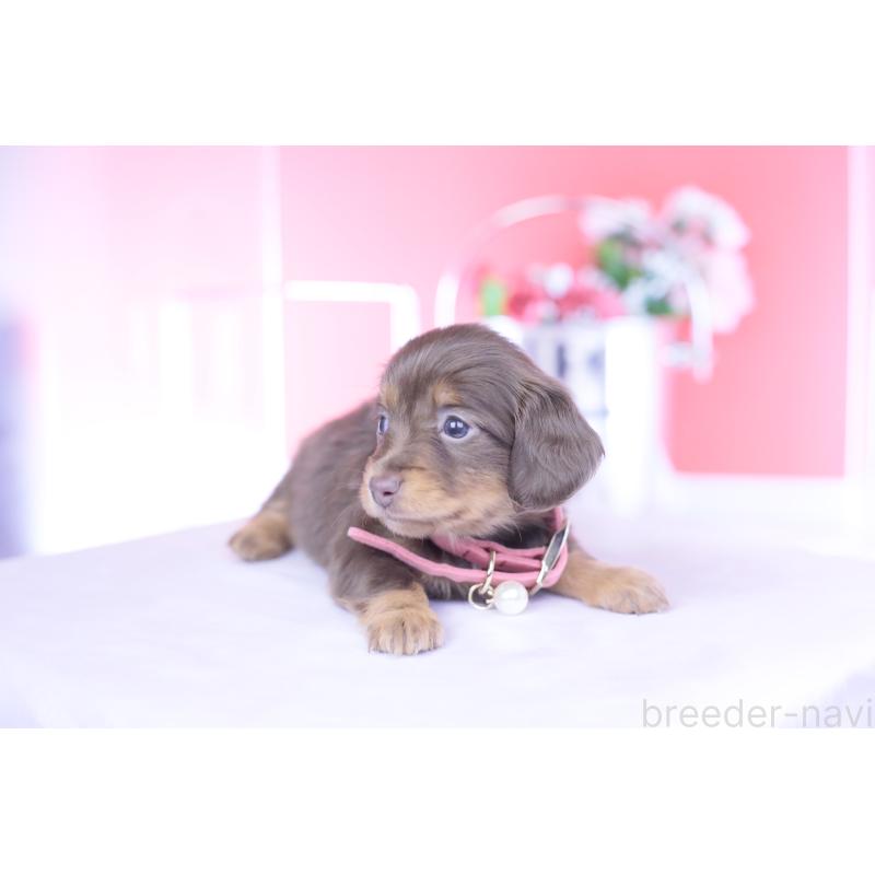 販売中の愛知県のカニンヘンダックスフンド(ロングヘアード)-437336の11枚目