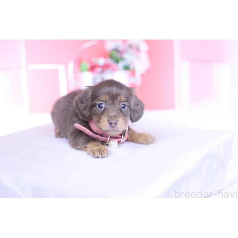 販売中の愛知県のカニンヘンダックスフンド(ロングヘアード)-437336の9枚目