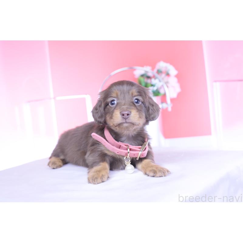 販売中の愛知県のカニンヘンダックスフンド(ロングヘアード)-437336の8枚目