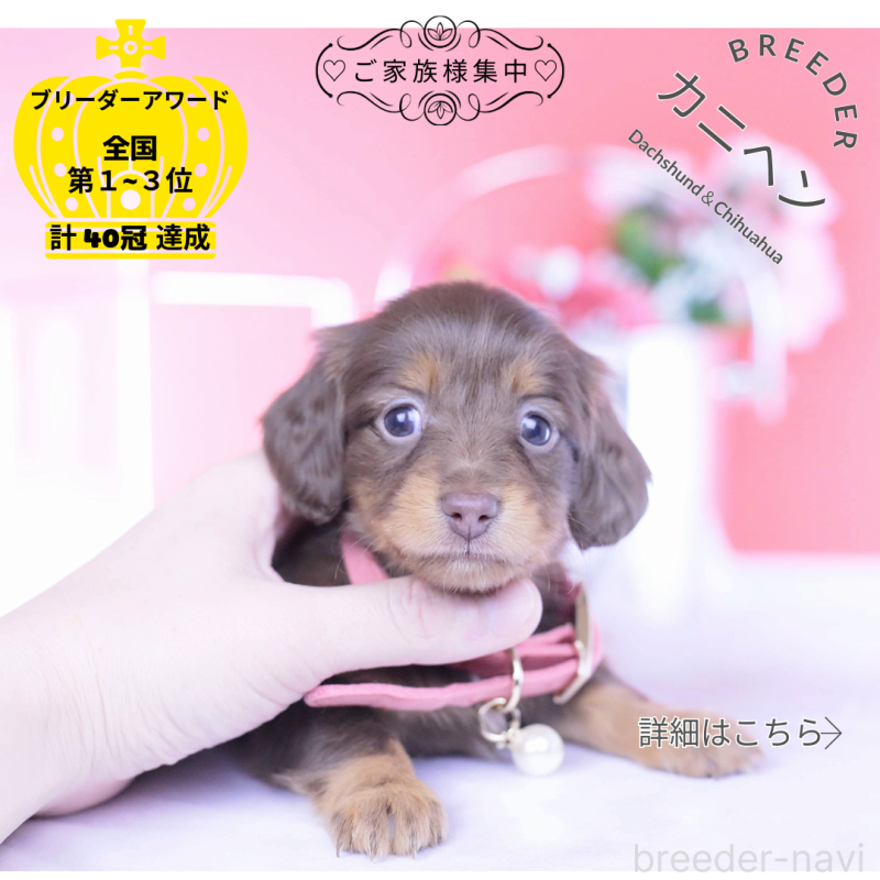 販売中の愛知県のカニンヘンダックスフンド(ロングヘアード)-437336