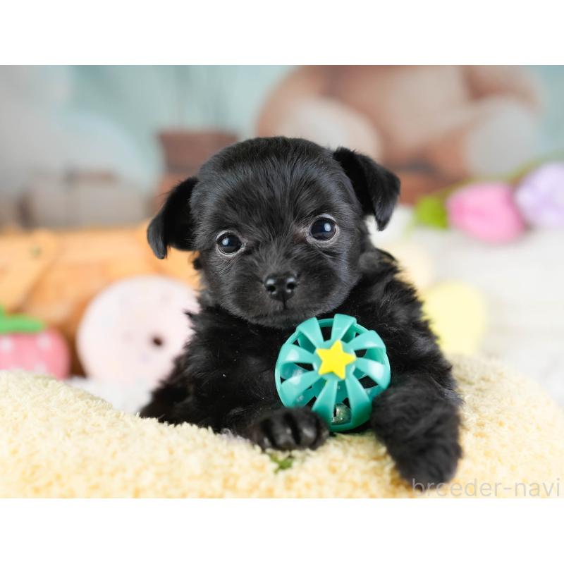 販売中の栃木県のチワプー:チワワ×トイプードル-437349の10枚目