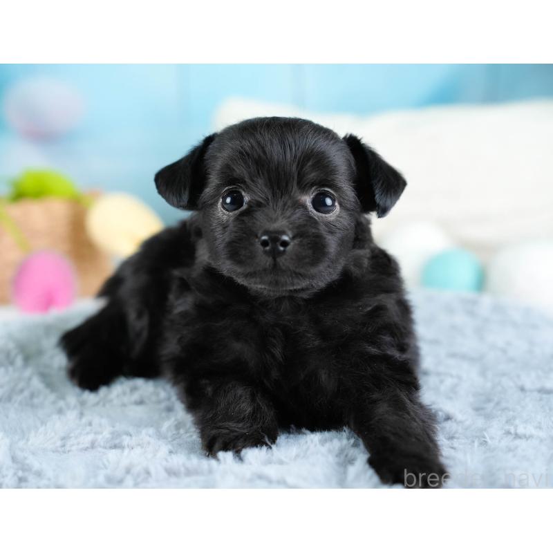 販売中の栃木県のチワプー:チワワ×トイプードル-437349の9枚目