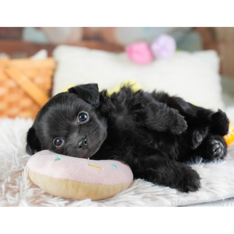 販売中の栃木県のチワプー:チワワ×トイプードル-437349の8枚目