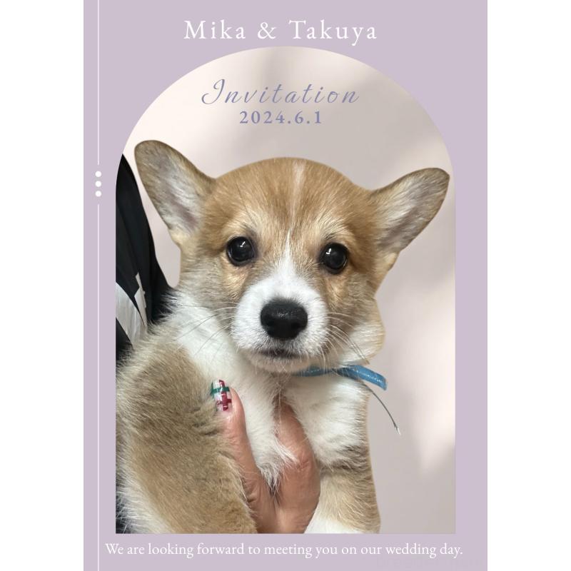 販売中の栃木県のウェルシュコーギーペンブローク-433563の3枚目