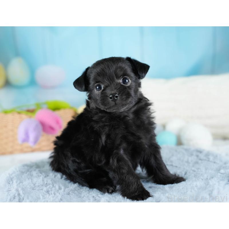 販売中の栃木県のチワプー:チワワ×トイプードル-437349の7枚目