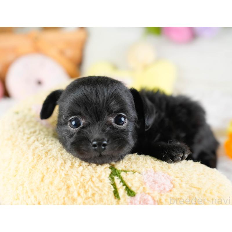 販売中の栃木県のチワプー:チワワ×トイプードル-437349の5枚目