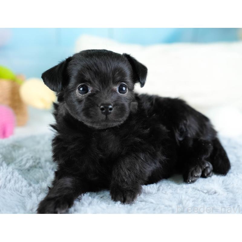 販売中の栃木県のチワプー:チワワ×トイプードル-437349の4枚目