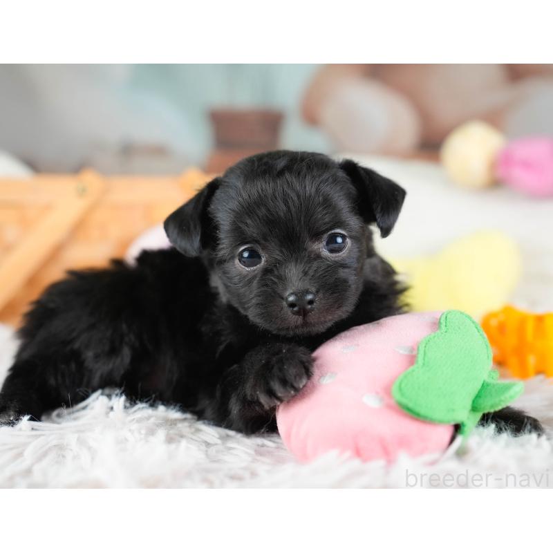 販売中の栃木県のチワプー:チワワ×トイプードル-437349の3枚目