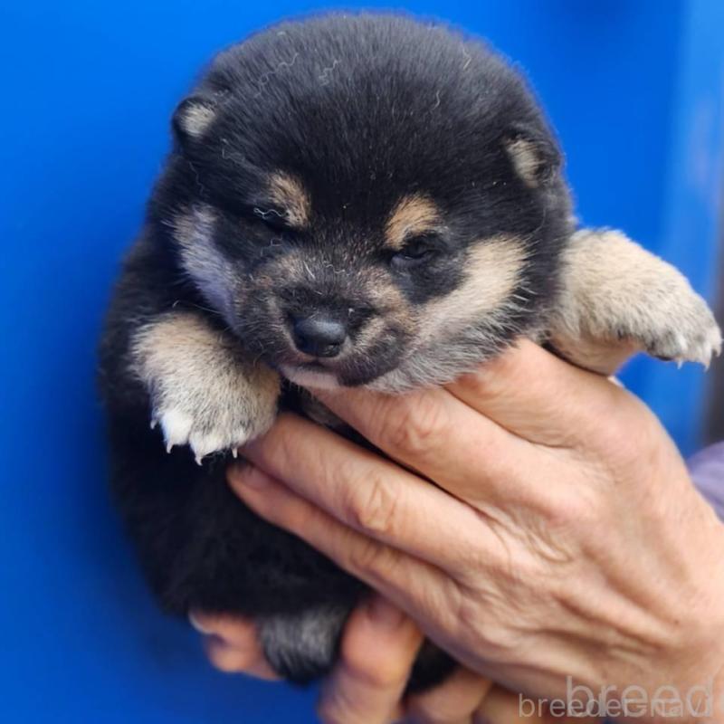 販売中の福岡県の豆柴-437338