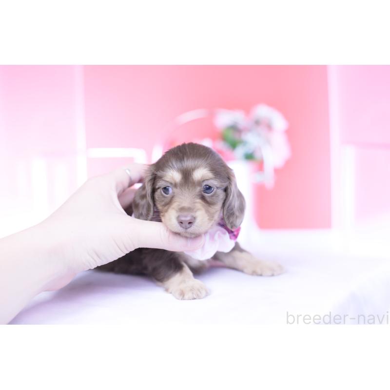 販売中の愛知県のカニンヘンダックスフンド(ロングヘアード)-437340の9枚目