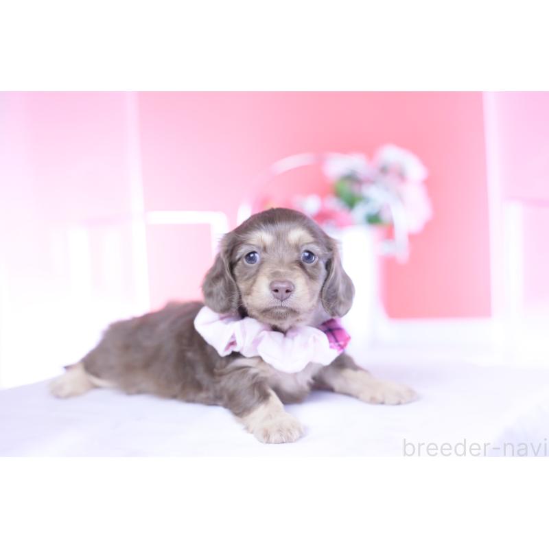 販売中の愛知県のカニンヘンダックスフンド(ロングヘアード)-437340の7枚目