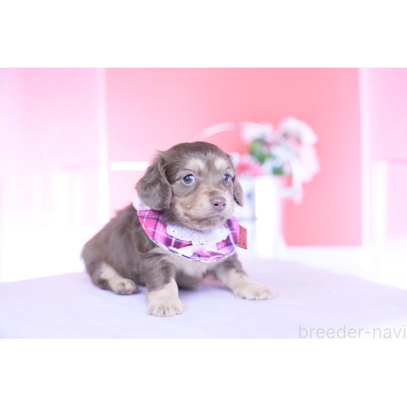 販売中の愛知県のカニンヘンダックスフンド(ロングヘアード)-437340の5枚目